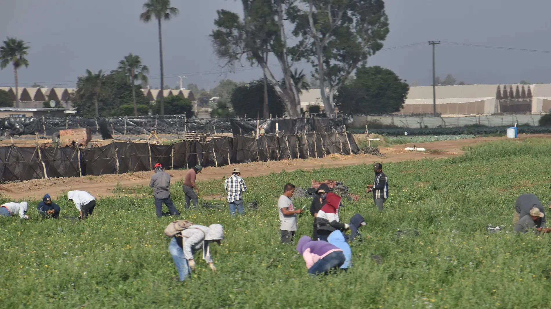 jornaleros de san quintin (15) (1)